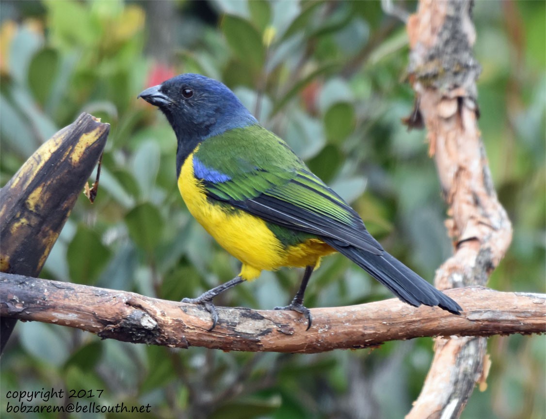 Black-chested Mountain Tanager - Bob Zaremba