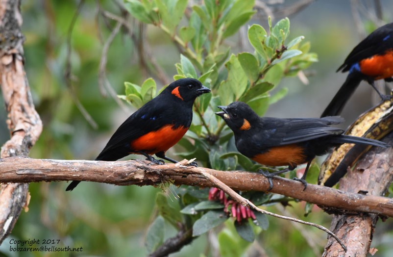 Scarlet-bellied Mountain Tanager - ML66029641