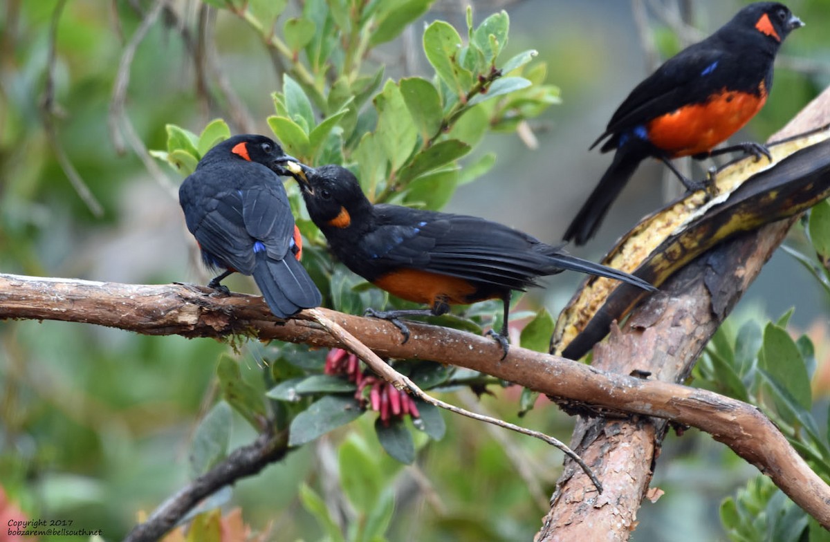 Scarlet-bellied Mountain Tanager - ML66029661