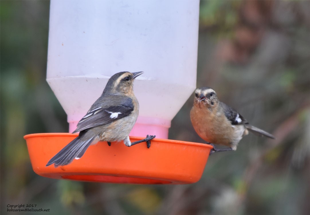 Cinereous Conebill - Bob Zaremba