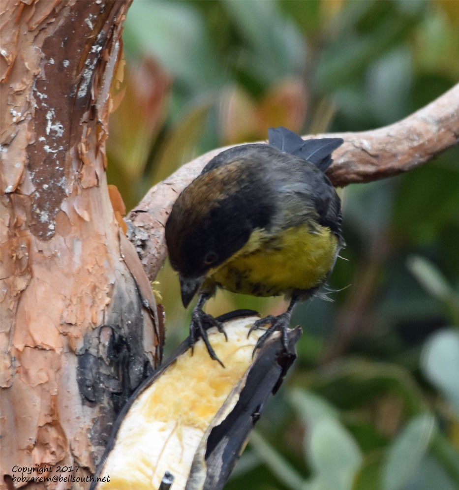 Yellow-breasted Brushfinch (Yellow-breasted) - ML66029801