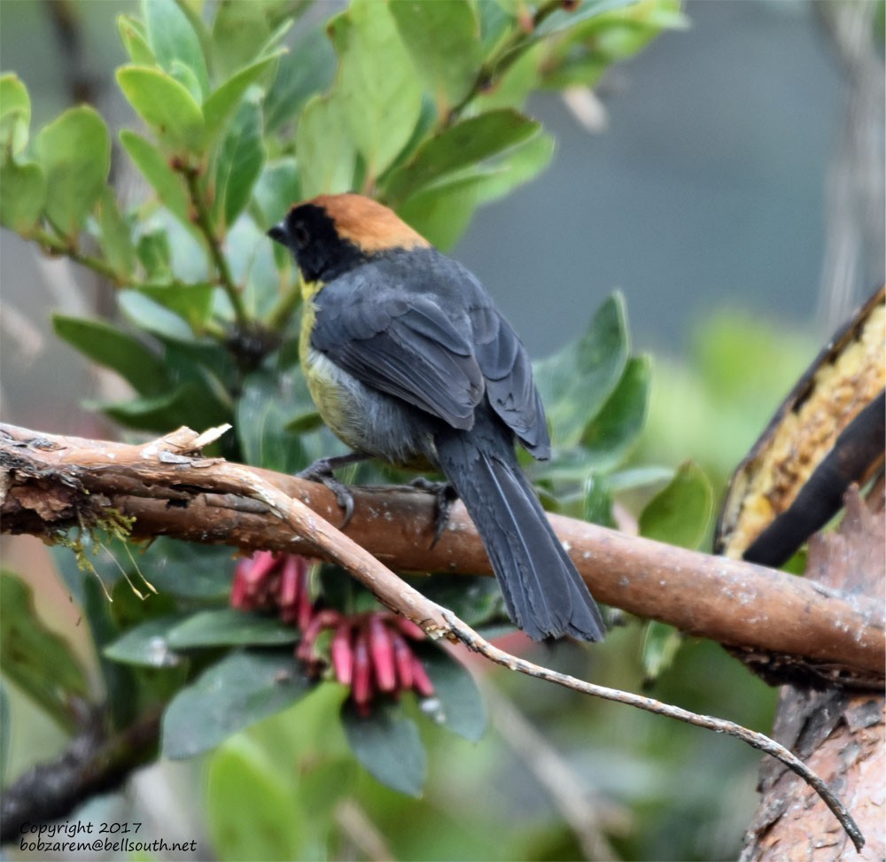 Yellow-breasted Brushfinch (Yellow-breasted) - ML66029811