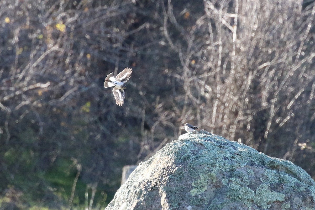 eBird Checklist - 25 Jun 2026 - Naas Road at Apollo Road - 25 species ...
