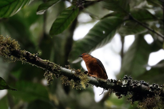 Jameson's Antpecker (Parmoptila jamesoni) — best photo, 1 in total
