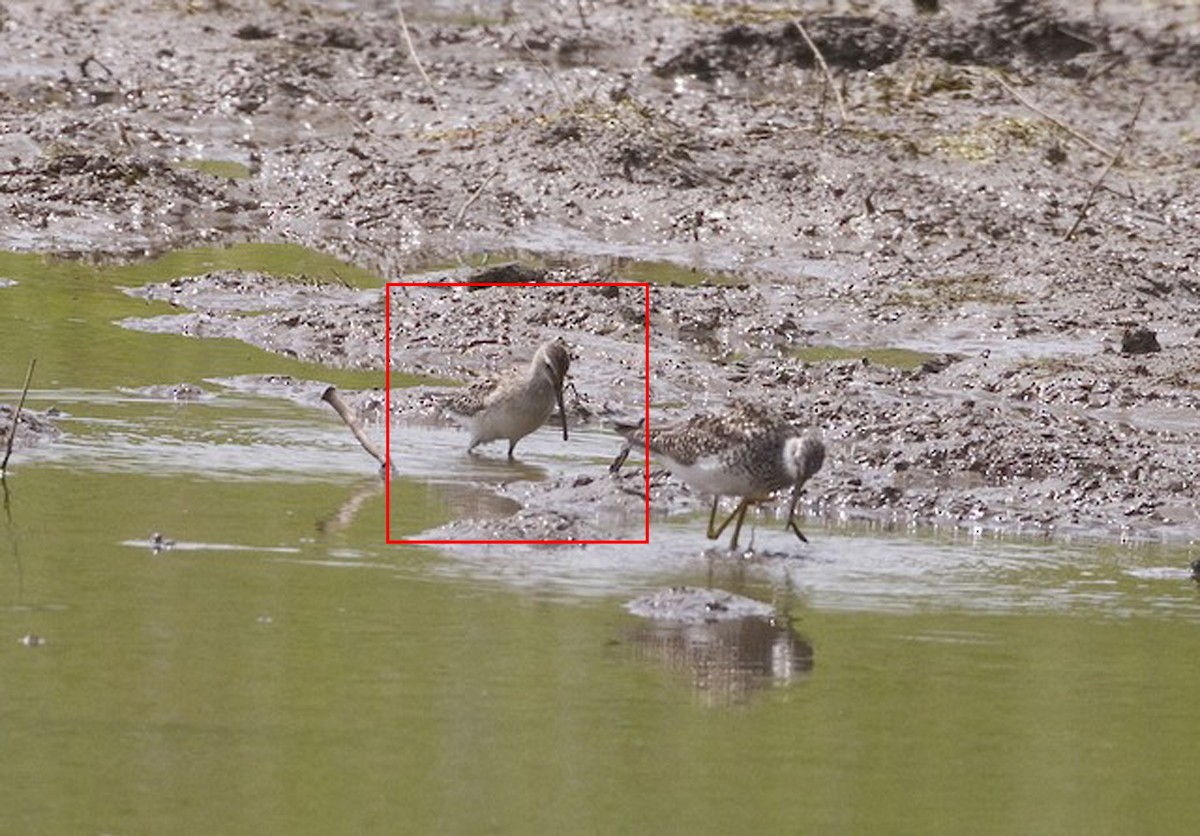 Stilt Sandpiper - ML66031541