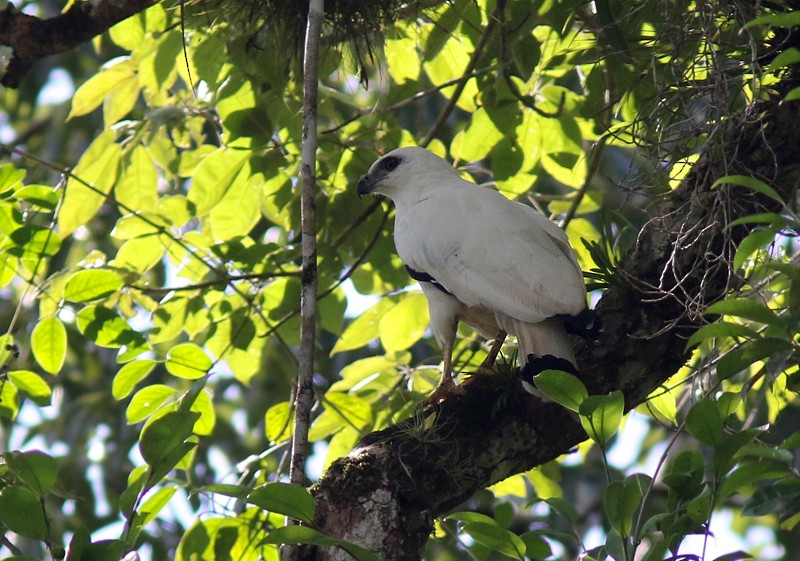 White Hawk (Snowy) - ML66031881