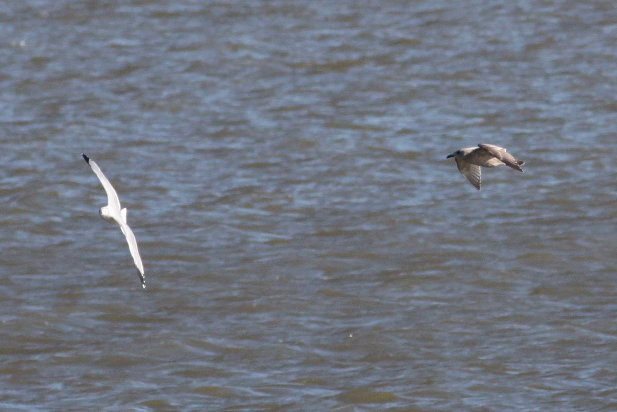 Iceland Gull (Thayer's) - ML66032621