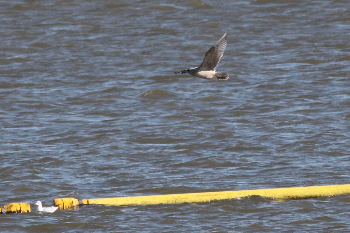 Iceland Gull (Thayer's) - ML66032631