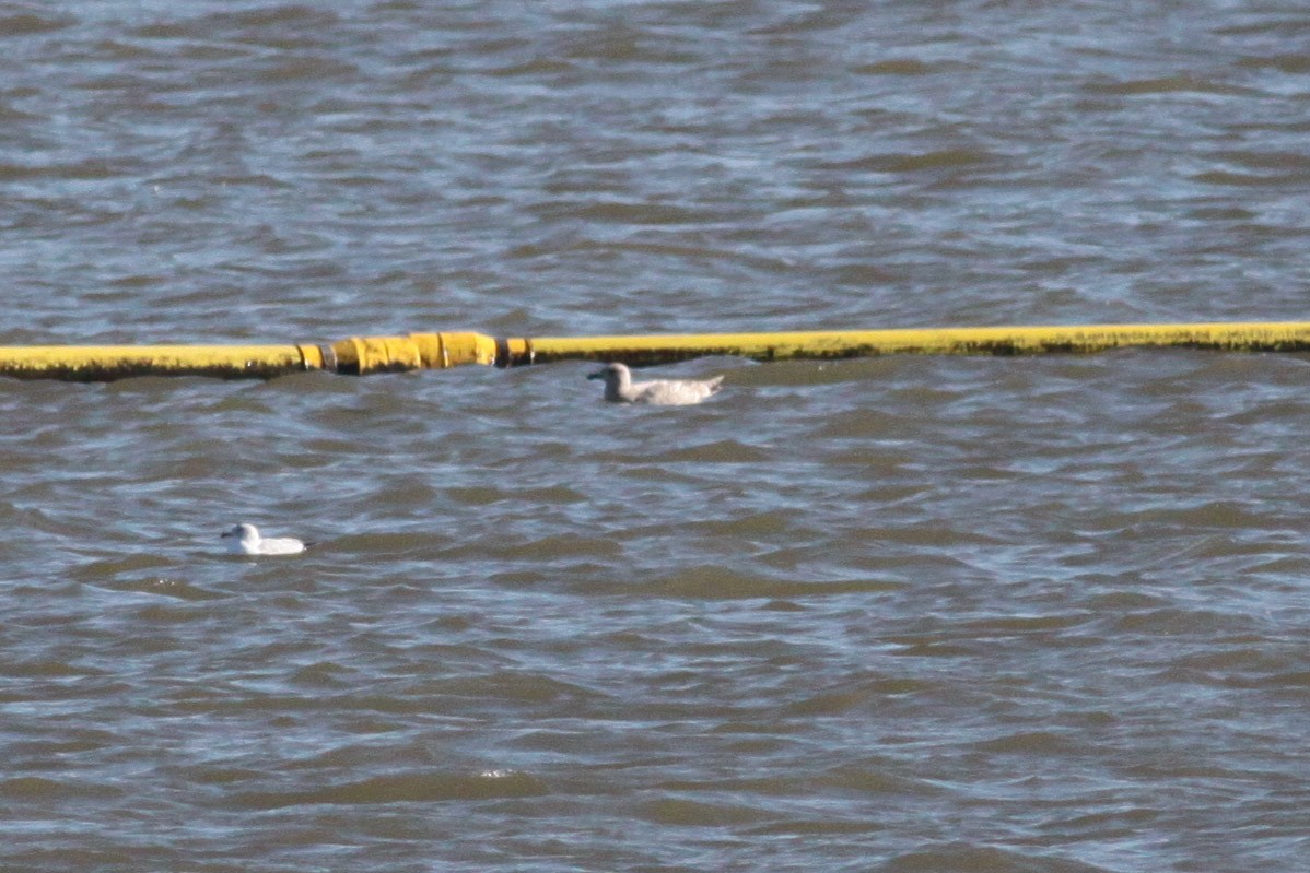 Iceland Gull (Thayer's) - ML66032641