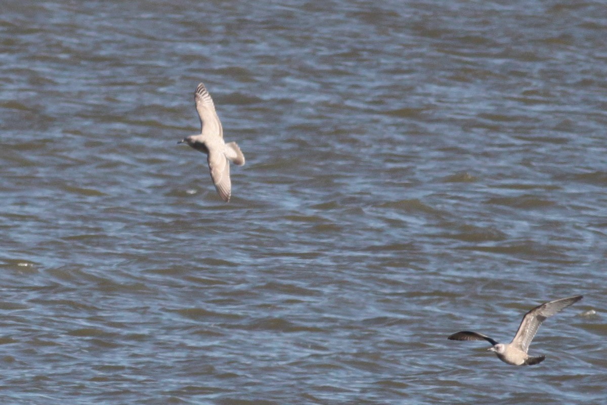 Iceland Gull (Thayer's) - ML66032651