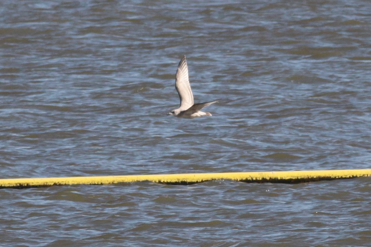 Iceland Gull (Thayer's) - ML66032661