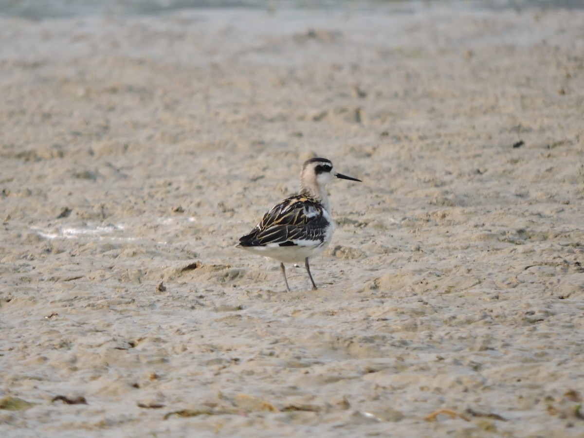 Red-necked Phalarope - Brian Wesley