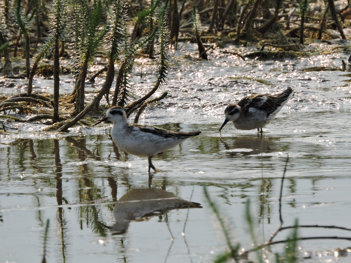 Red-necked Phalarope - Brian Wesley