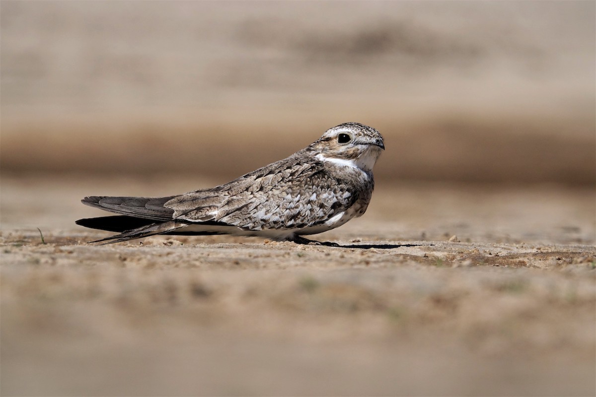 Sand-colored Nighthawk - Ottavio Janni
