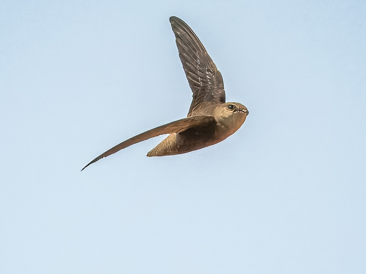 Sick's Swift - Chaetura meridionalis - Birds of the World