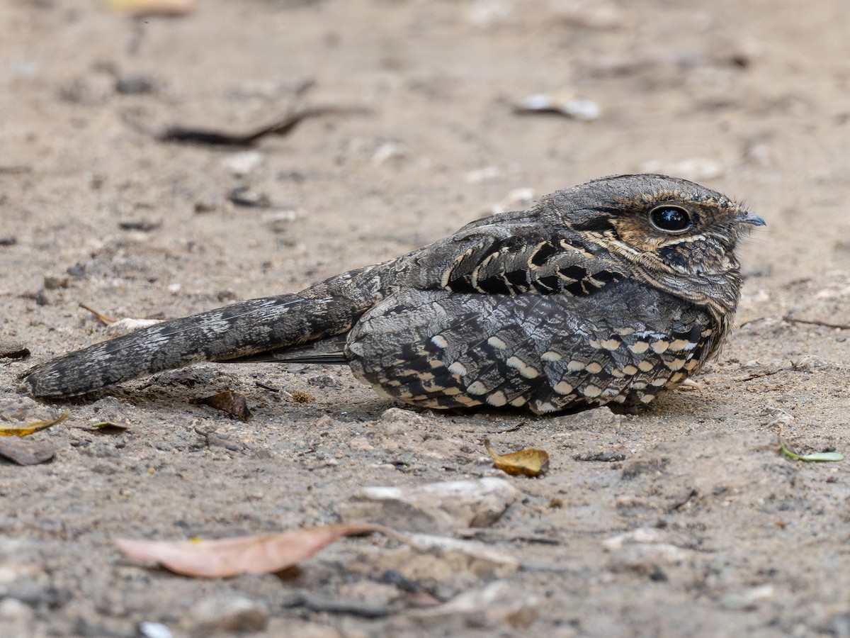 Common Pauraque - Nyctidromus albicollis - Birds of the World