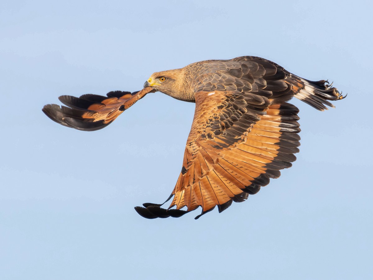 Savanna Hawk - Buteogallus meridionalis - Birds of the World