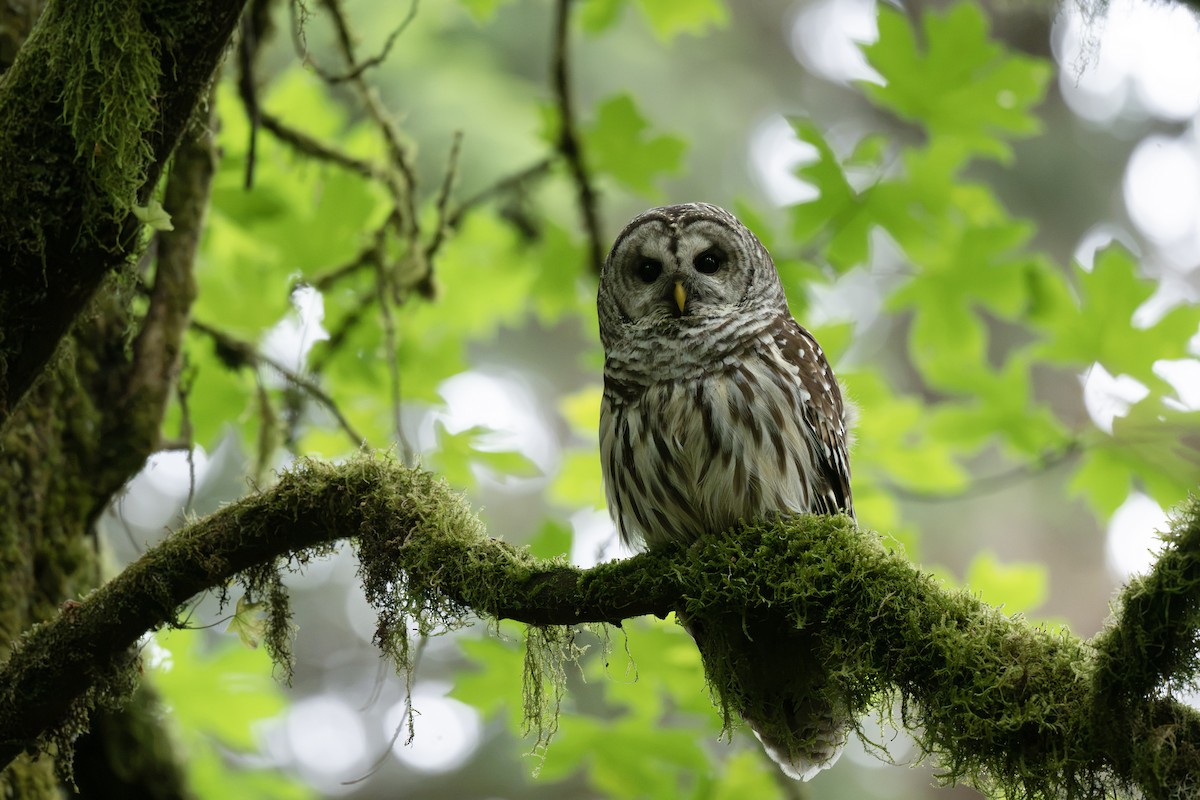 eBird Checklist - 25 Jun 2026 - Point Defiance Park - 32 species