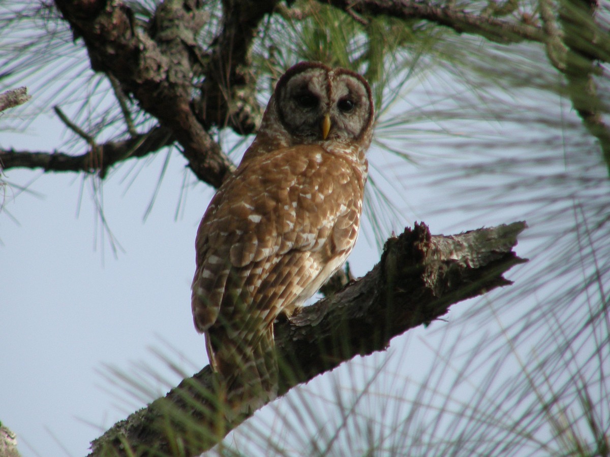 Barred Owl - ML66034391