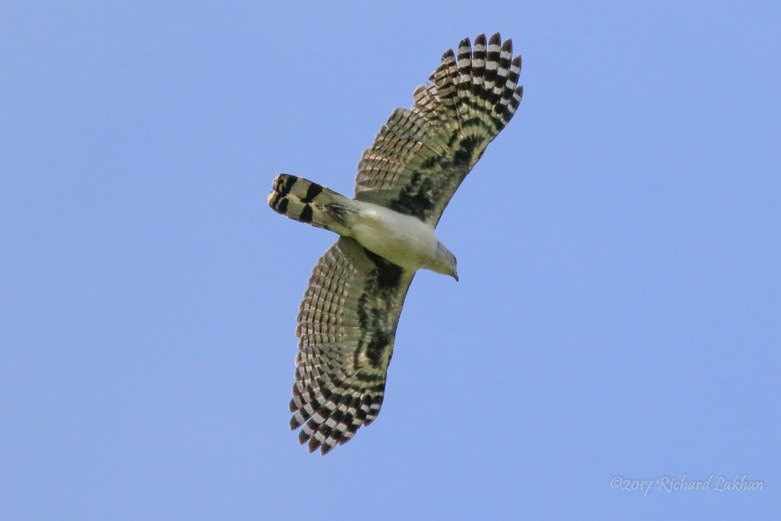 Gray-headed Kite - ML66034461