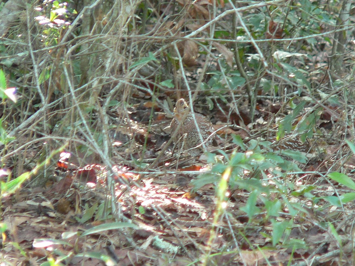 Northern Bobwhite - ML66034481