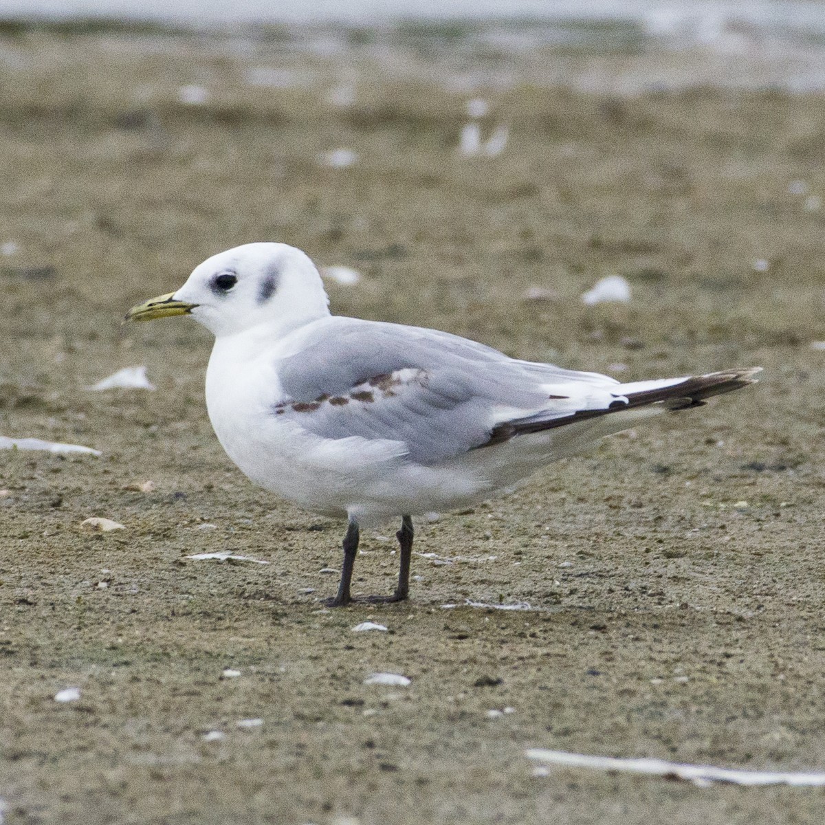 Black-legged Kittiwake - Nolan Pelland