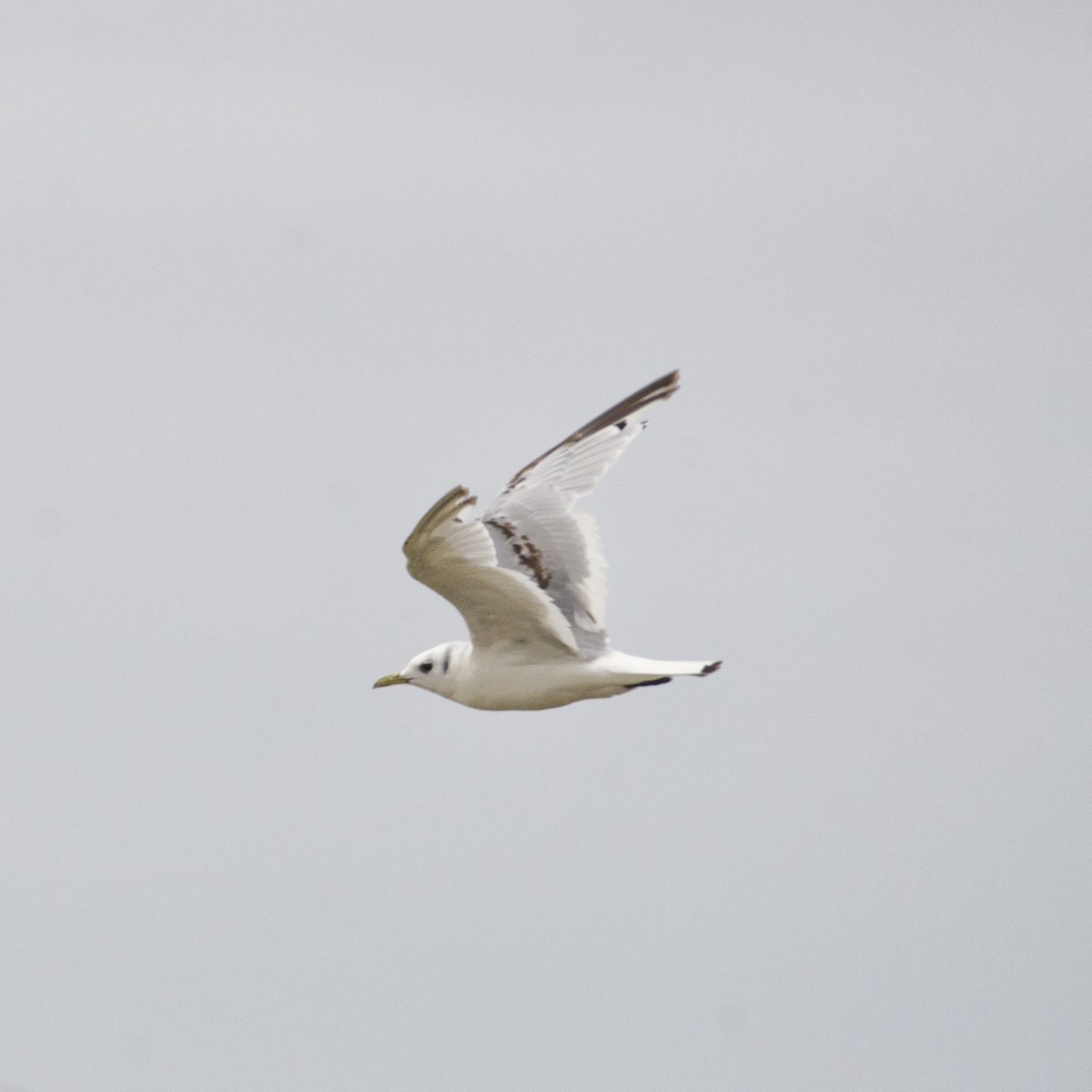Black-legged Kittiwake - Nolan Pelland