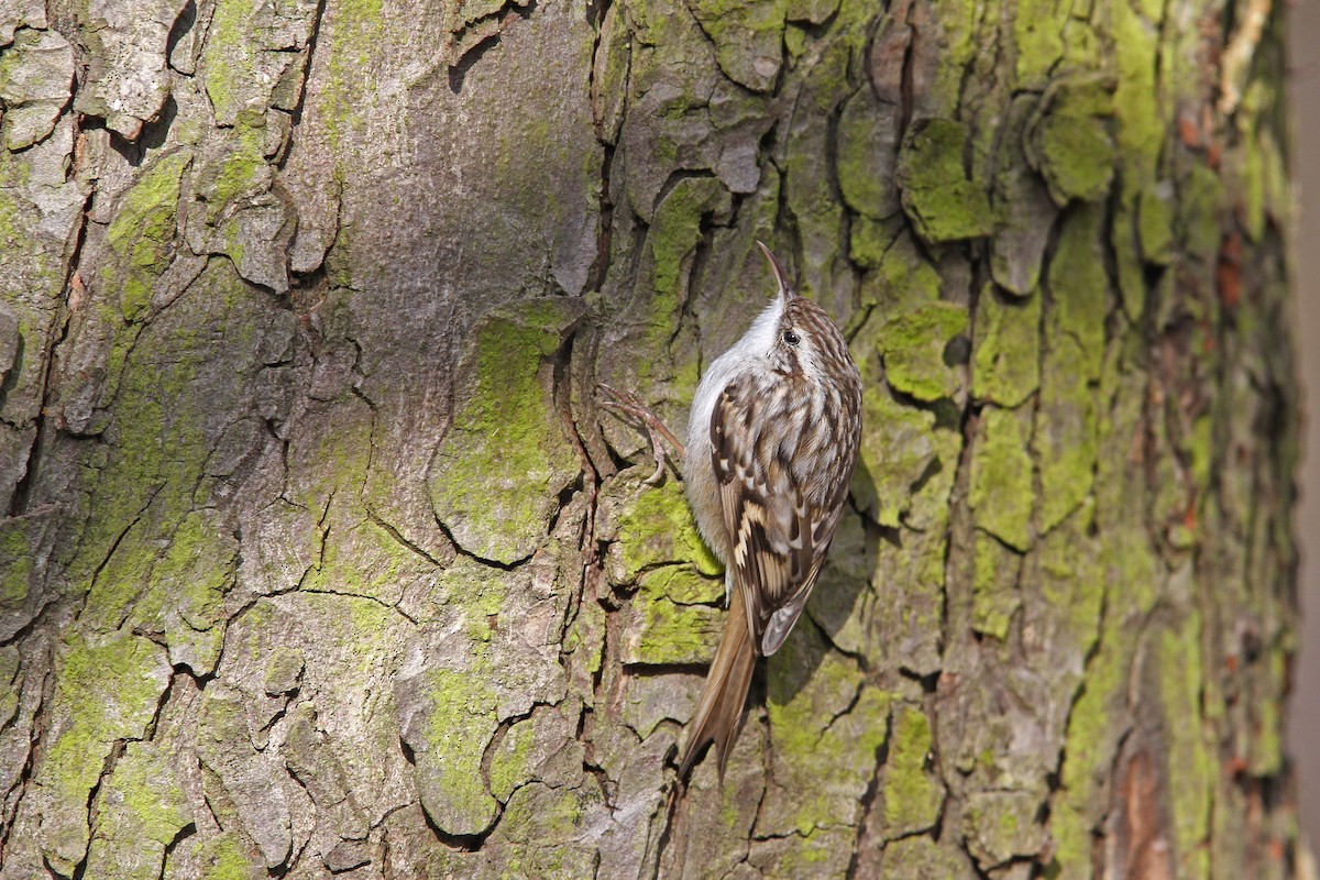 Short-toed Treecreeper - ML66037121