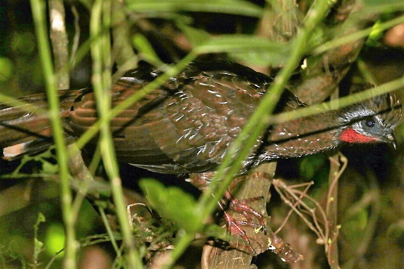 Band-tailed Guan - ML66038181