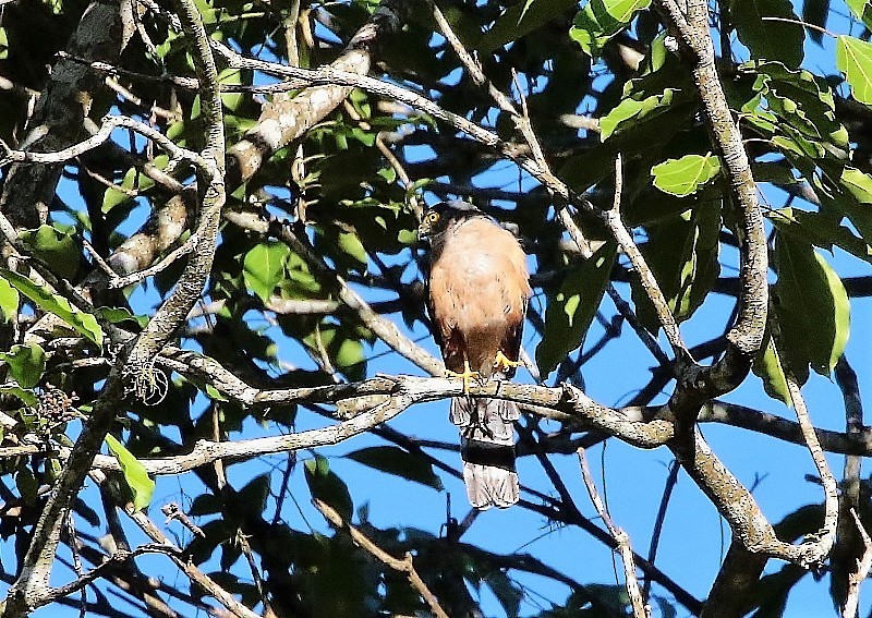 Bicolored Hawk - ML66038391