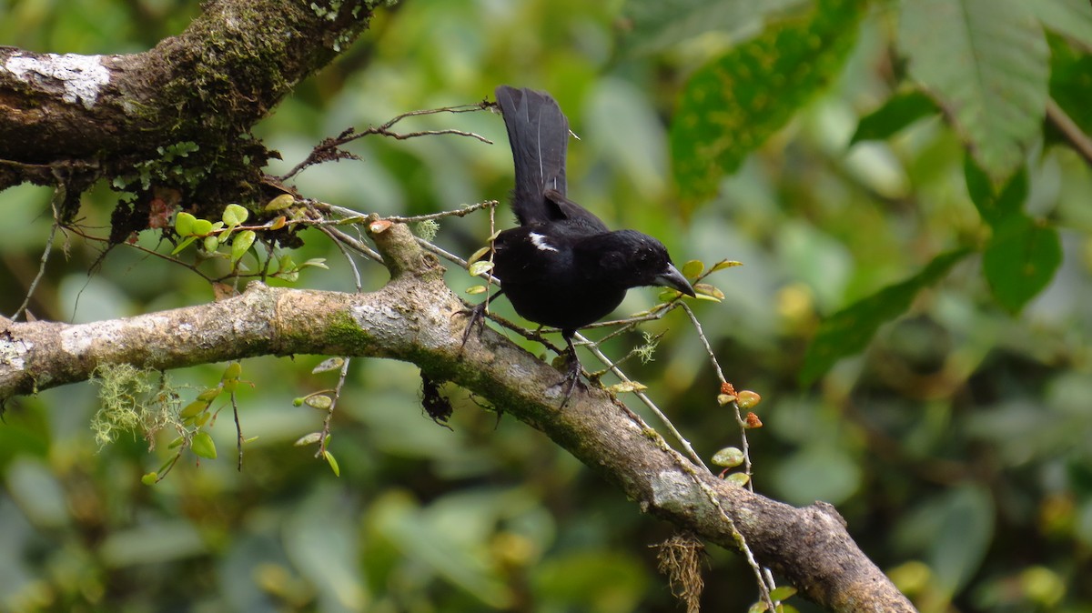 White-lined Tanager - ML66039321