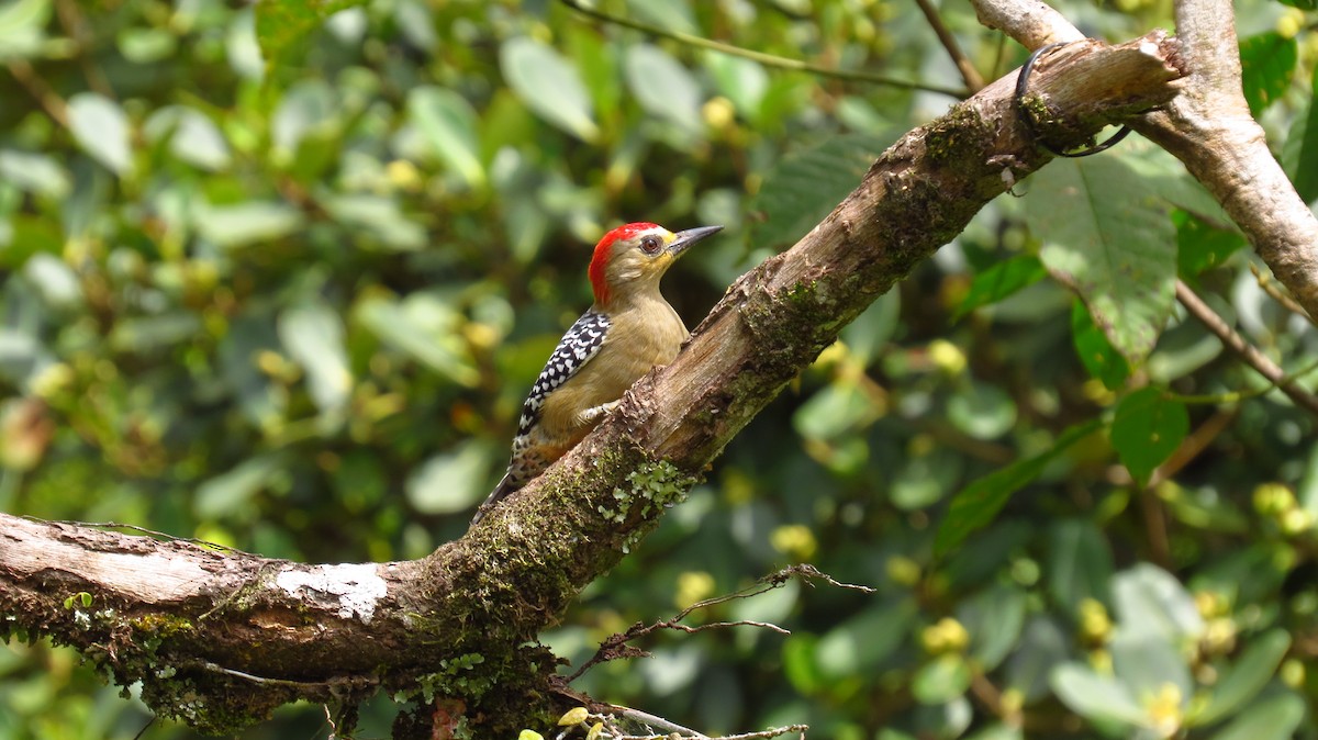 Red-crowned Woodpecker - ML66039401