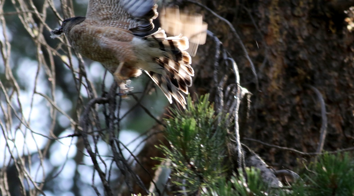 Sharp-shinned Hawk (Northern) - ML66039451