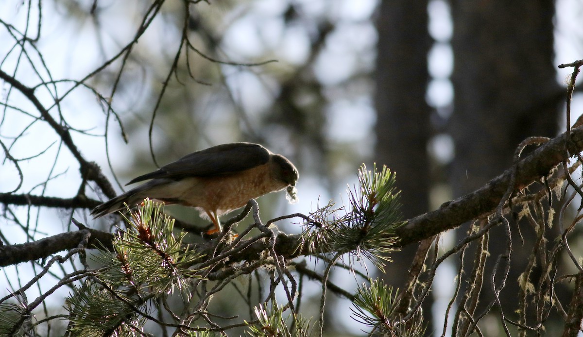 Sharp-shinned Hawk (Northern) - ML66039501