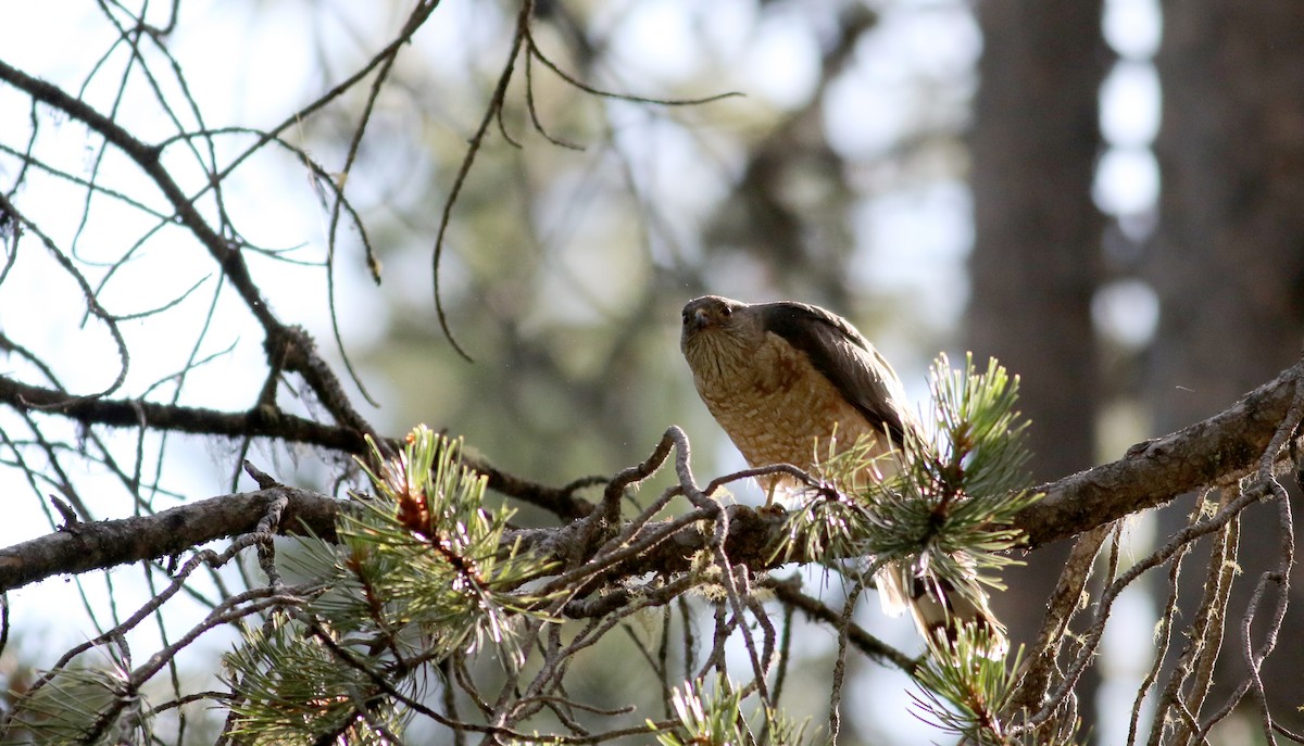 Sharp-shinned Hawk (Northern) - ML66039511