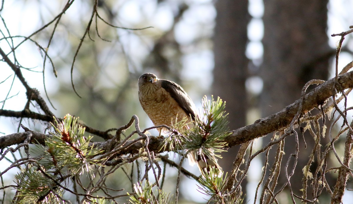 Sharp-shinned Hawk (Northern) - ML66039521