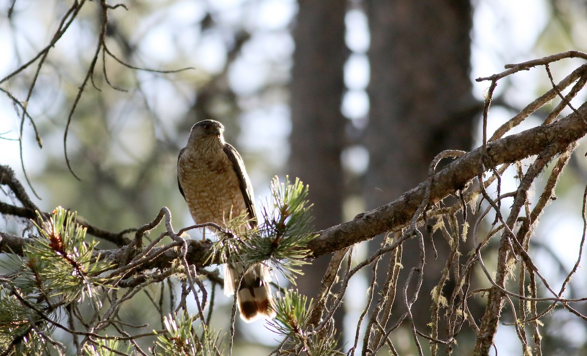 Sharp-shinned Hawk (Northern) - ML66039531