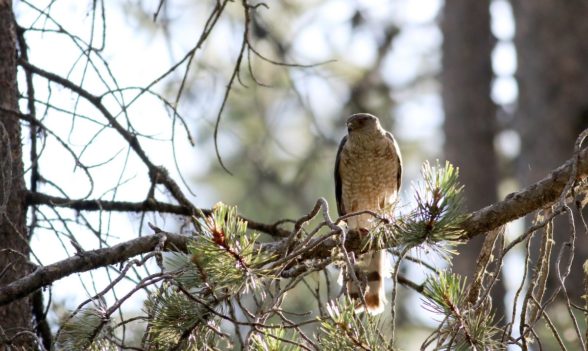 Sharp-shinned Hawk (Northern) - ML66039561