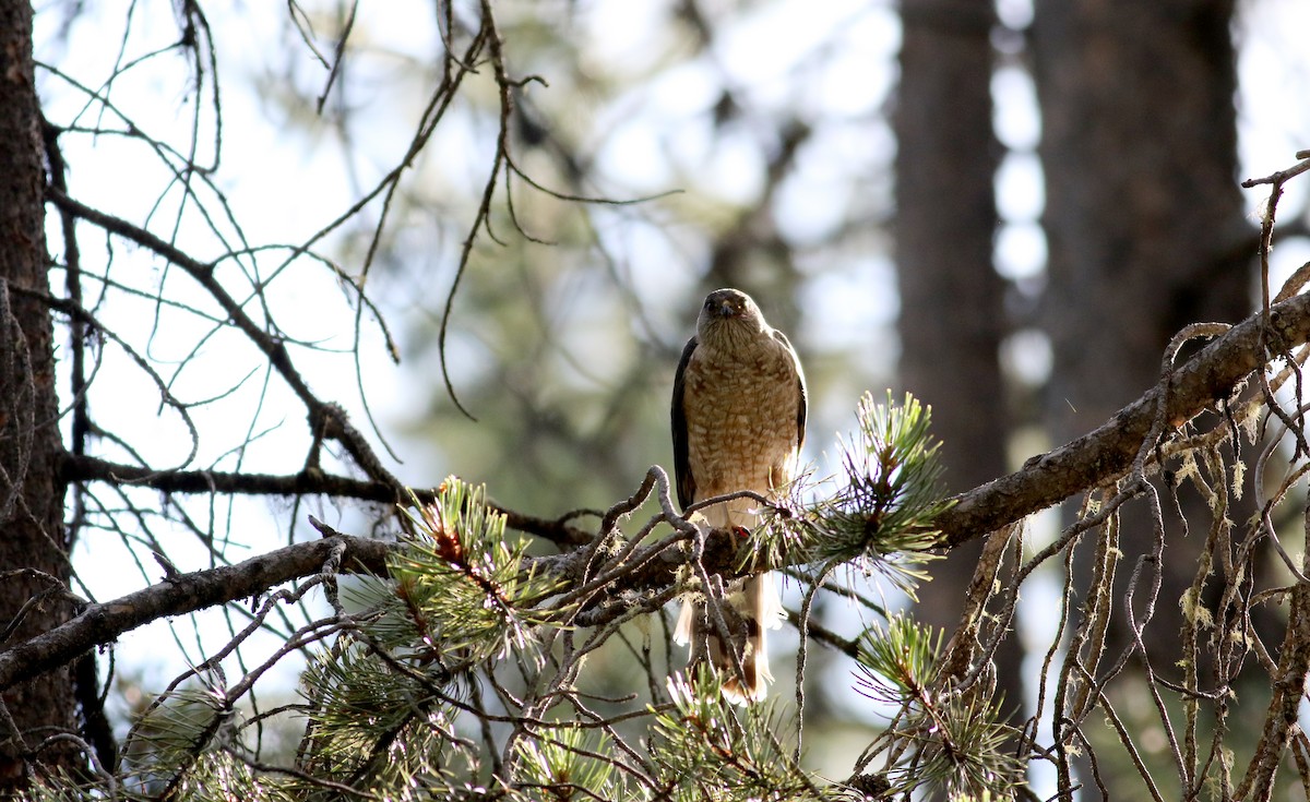 Sharp-shinned Hawk (Northern) - ML66039591