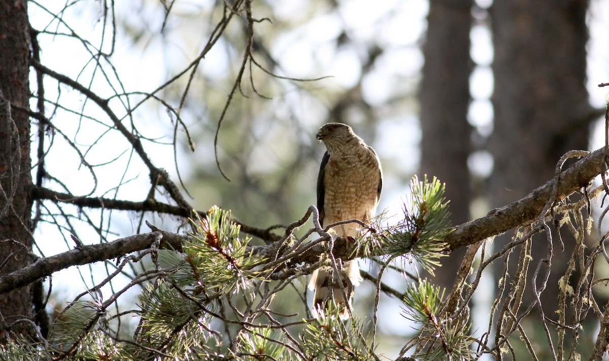 Sharp-shinned Hawk (Northern) - ML66039611