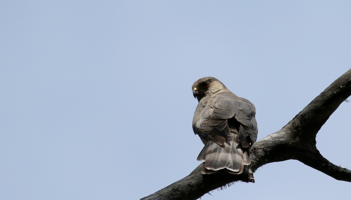 Sharp-shinned Hawk (Northern) - ML66039641