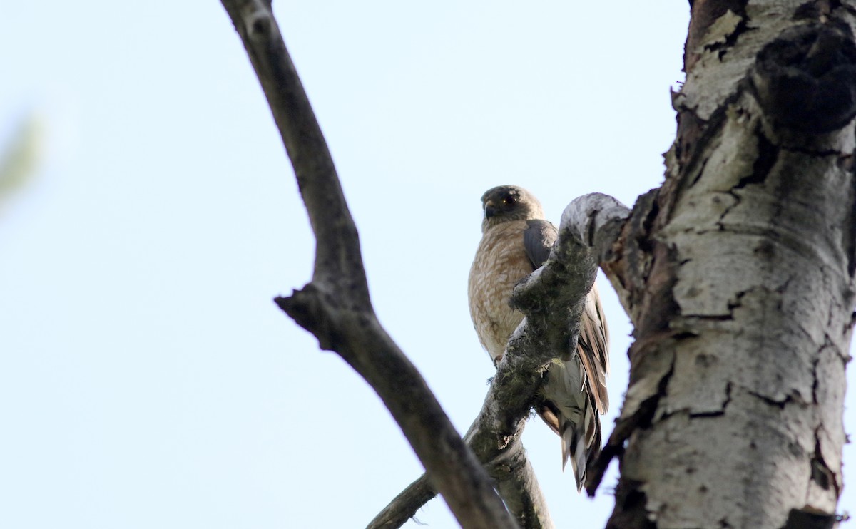 Sharp-shinned Hawk (Northern) - ML66039661