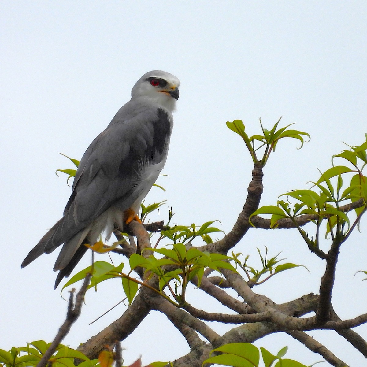 eBird Checklist - 8 May 2025 - Mangaon - 5 species