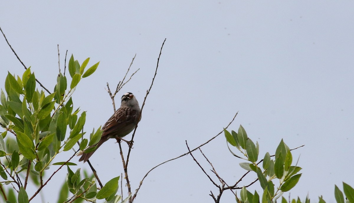 White-crowned Sparrow (oriantha) - Jay McGowan