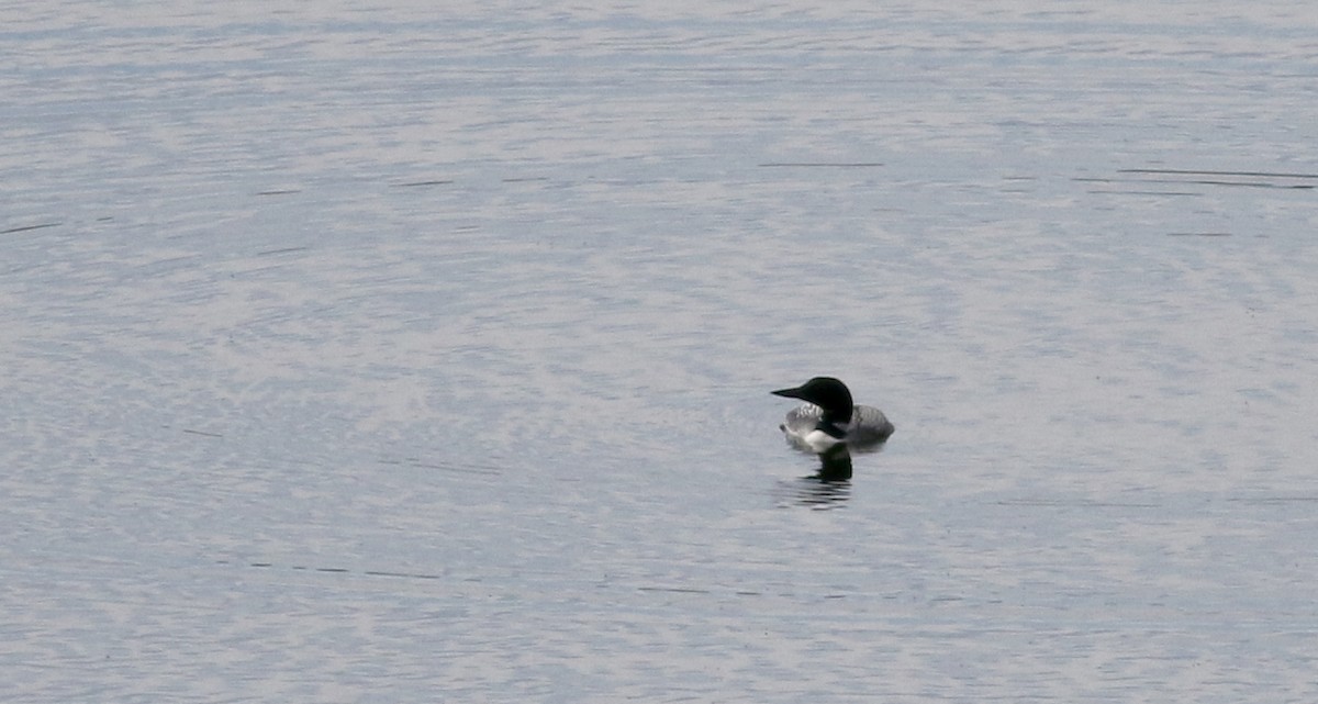 Common Loon - Jay McGowan