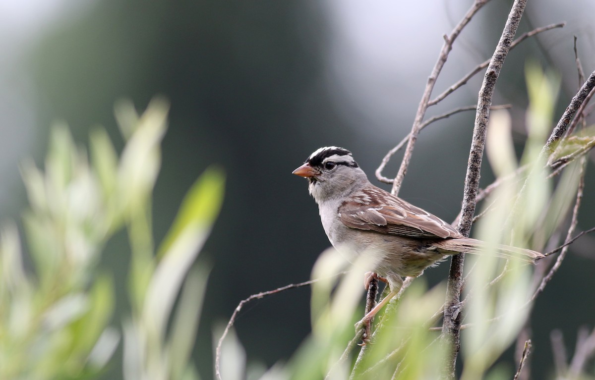 White-crowned Sparrow (oriantha) - Jay McGowan