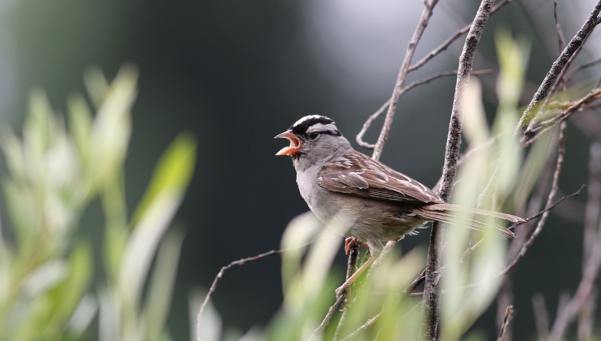 Bruant à couronne blanche (oriantha) - ML66040551