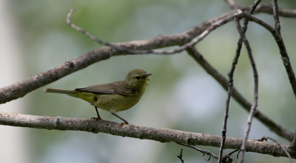 Orange-crowned Warbler - Jay McGowan