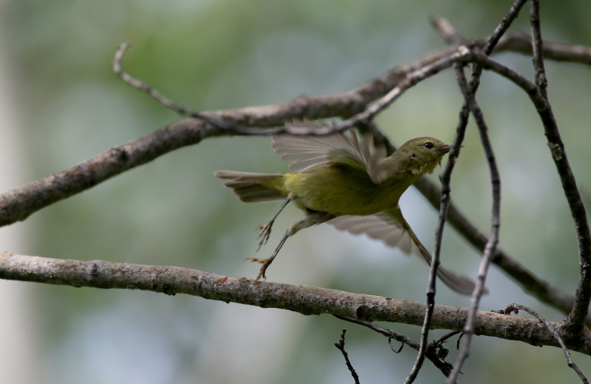 Orange-crowned Warbler - Jay McGowan