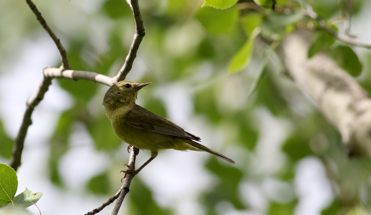 Orange-crowned Warbler - Jay McGowan